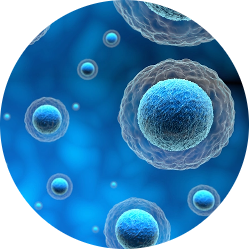 bacteria